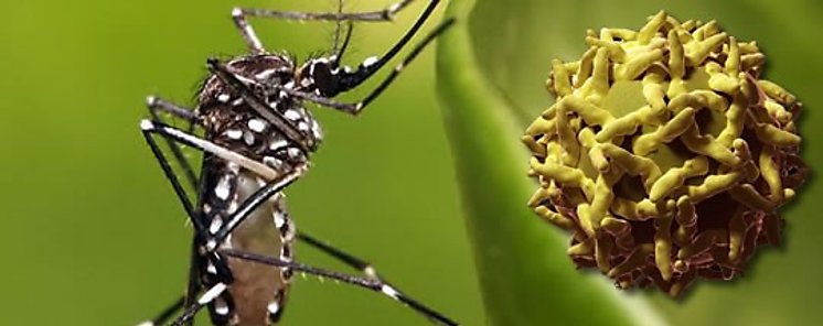 OPS emite alerta epidemiolgica ante aumento de casos de fiebre amarilla 
