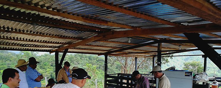 Productores de Cocl amplan conocimientos en manejo reproductivo de ganado bovino