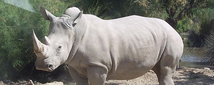 Muere en Kenia el ltimo macho del rinoceronte blanco del norte