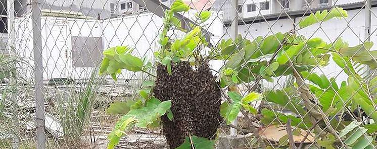 Los Santos sufre ataques de abejas africanizadas 