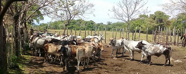 Capacitan a productores y tcnicos de Los Santos en software de registros ganaderos