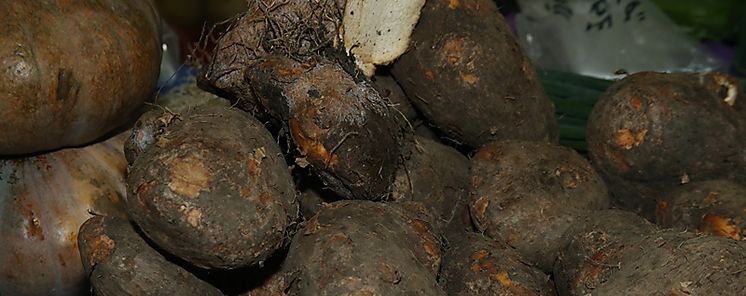 El jengibre todo un aliado