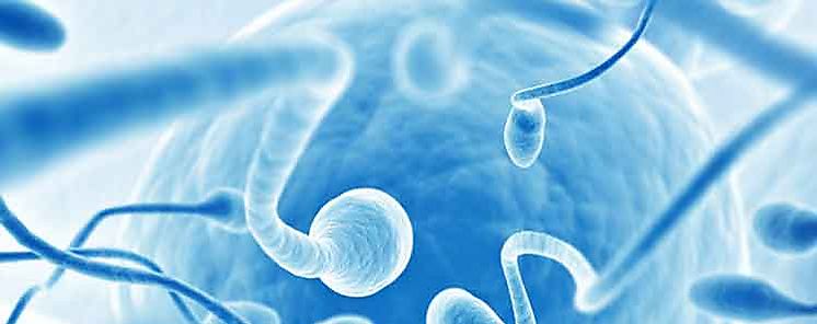 Descubren qu alimentos mejoran la calidad del esperma
