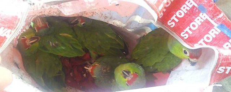Venta ilegal de pericos en Chepo 