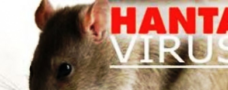 Ya son 31 los casos de virus hanta en Los Santos
