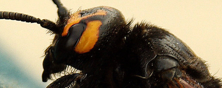 Encuentran en Costa Rica una especie de abeja que evolucionó para comer carne Encuentran en Costa Rica una especie de abeja que evolucionó para comer carne