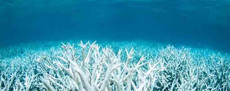 Creciente peligro para biodiversidad marina en el mundo