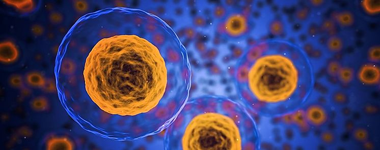 Cientficos descubren el Cdigo de la muerte en clulas humanas