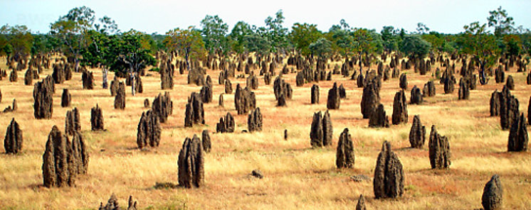 La mayor red de termiteros del mundo es visible desde el espacio