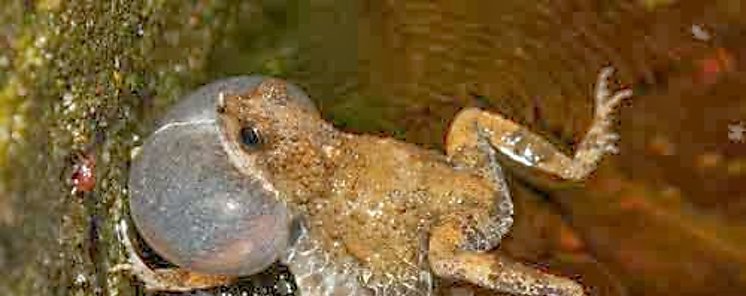 Ranas y el sexo en la ciudad