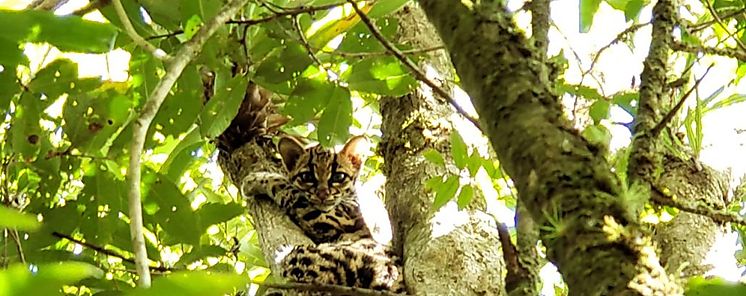 Biolgos de MiAMBIENTE reubican a la primera felino silvestre rescatada en Chiriqu en el 2019   