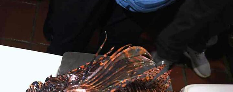 Buzos y estudiantes de biologa realizan jornada de captura nocturna para combatir al pez len 