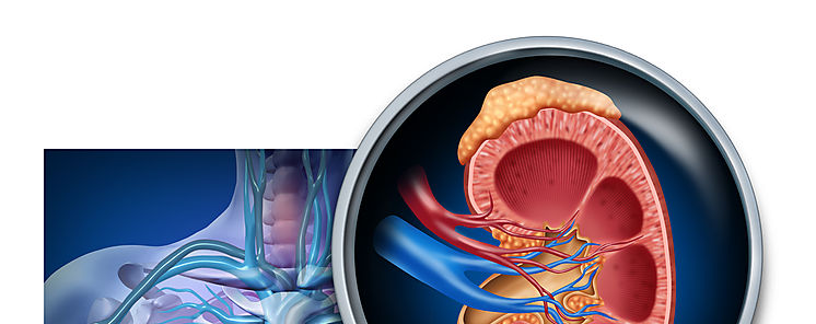 Cientficos crean rin porttil para pacientes con insuficiencia renal