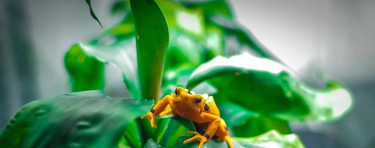 Tierras altas Panam Panam Central y Darin identificados entre 50 Sitios de Anfibios Amenazados a nivel mundial