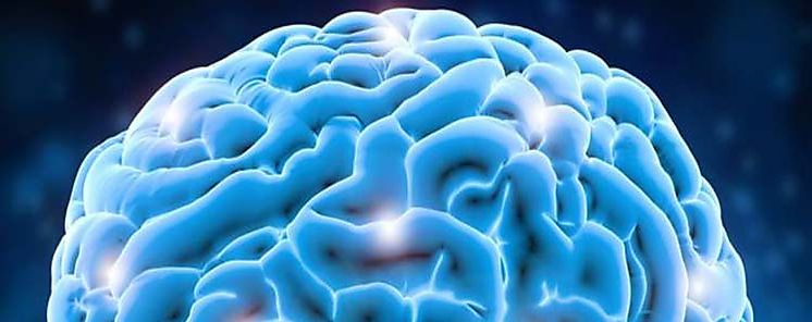Cerebro humano sigue su construccin despus de nacer