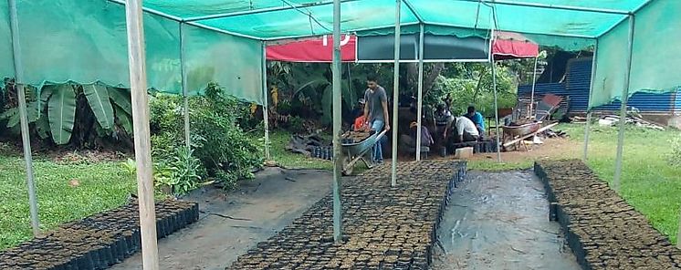 Herrera producen miles de plantones para reforestacin