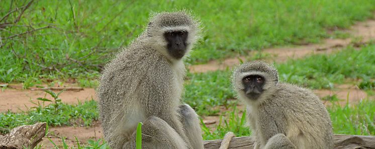 Y si la homosexualidad en animales es parte de su ADN ancestral