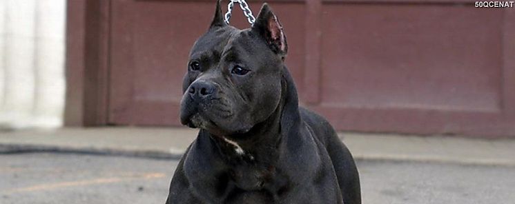 Perros peligrosos tres pases que los regulan en Suramrica