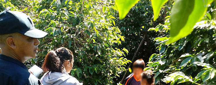 Identifican menores de edad en actividades de cosecha en cafetales