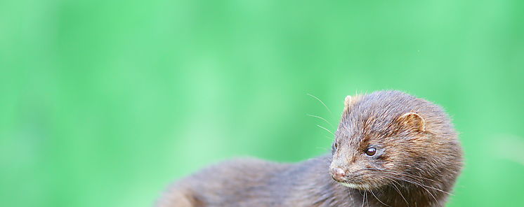 Detectan coronavirus en dos granjas de visn en Pases Bajos