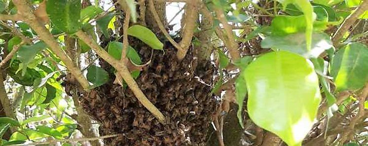 Abejas africanizadas no estan en cuarentena
