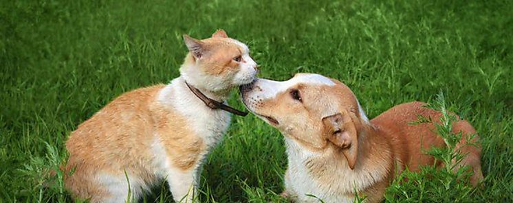 Perros y gatos pueden infectarse de variante Alfa de Covid19