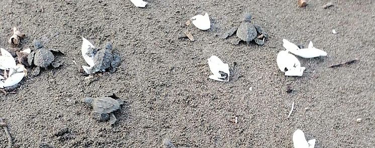 5000 nacimientos de tortugas lora en Playa la Marinera 5000 nacimientos de tortugas lora en Playa la Marinera