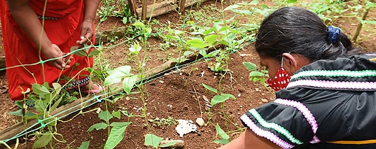 FAO inst en Panam a mayor empoderamiento de mujeres