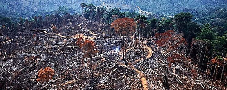 Deforestacin se desaceler en 2021 