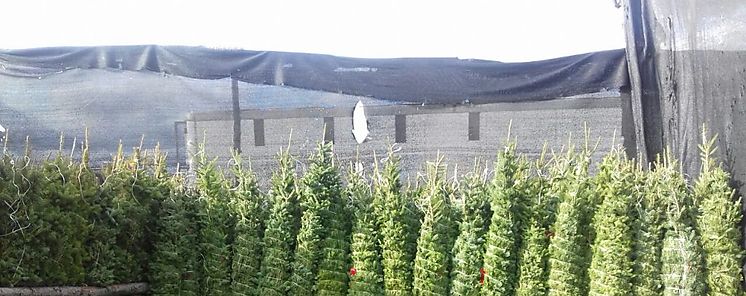 Tres puntos para recolectar arbolitos de Navidad Tres puntos para recolectar arbolitos de Navidad