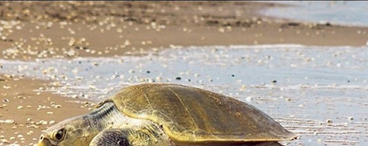 Arribada inusual de tortugas loras en Playa la Marinera de Los Santos sorprende a bilogos