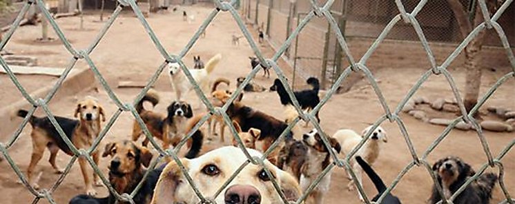 Da Mundial del Perro