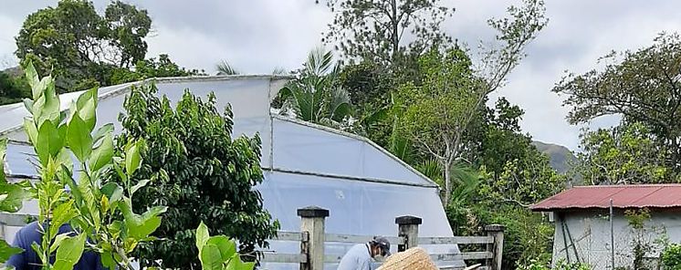 MIDA declara estado de emergencia nacional fitosanitaria por brote de huanglongbing en El Valle de Antn