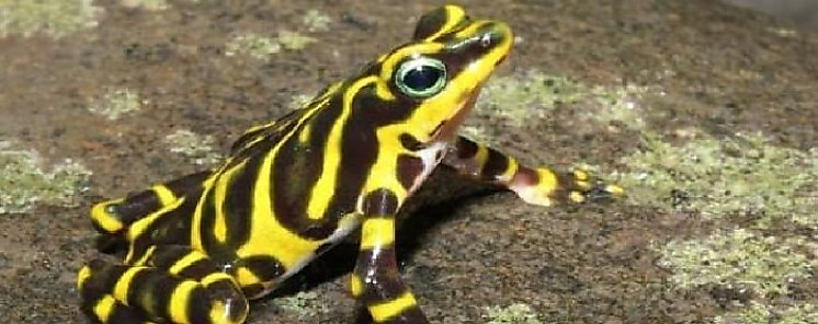 Planeta Tierra podra perder 10 por ciento de biodiversidad en 2050