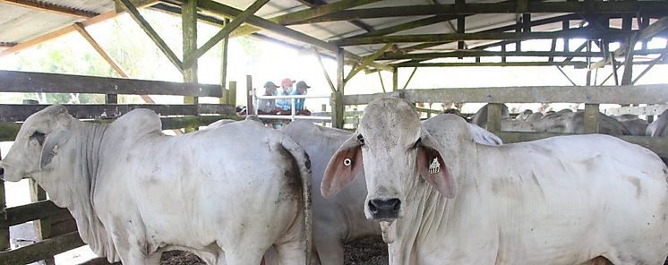 Convivio ganadero organiza el MIDA en Diciembre