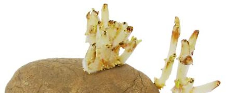 Es peligroso comer papas con partes verdes y brotes 
