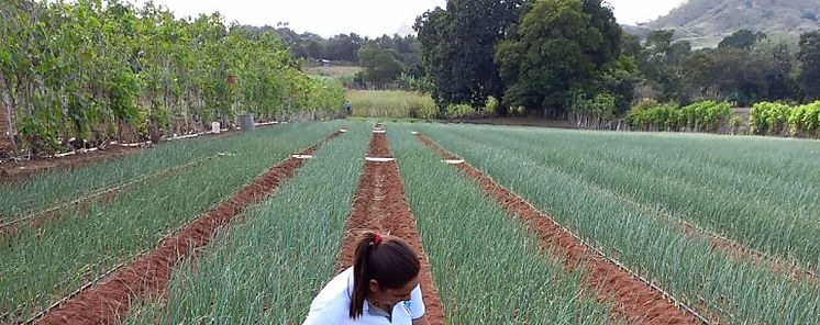 Productores de cebolla reciben pagos de B 24 millones
