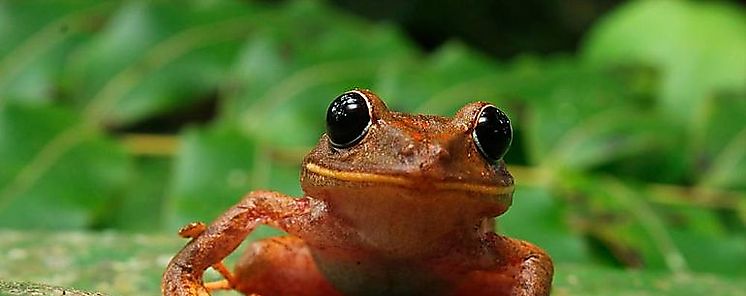 Incluyen 224 nuevas especies en Fondo Mundial para la Naturaleza