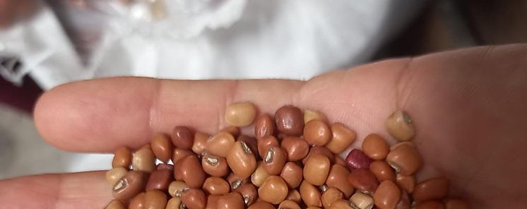 Productores de frijol recibirn pago por ms de un milln de balboas