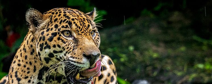 Panam arranca proyecto para la conservacin del jaguar reconocido a nivel internacional