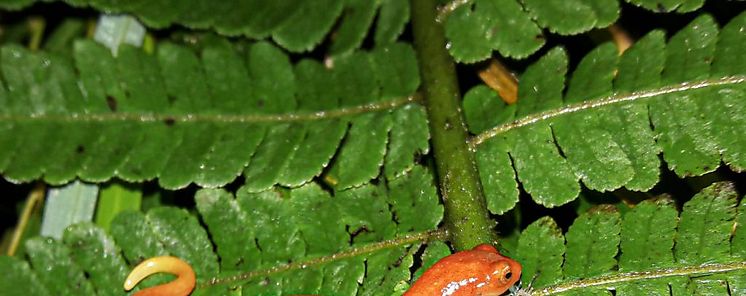Descubren nueva especie de salamandra en el Parque Internacional la Amistad