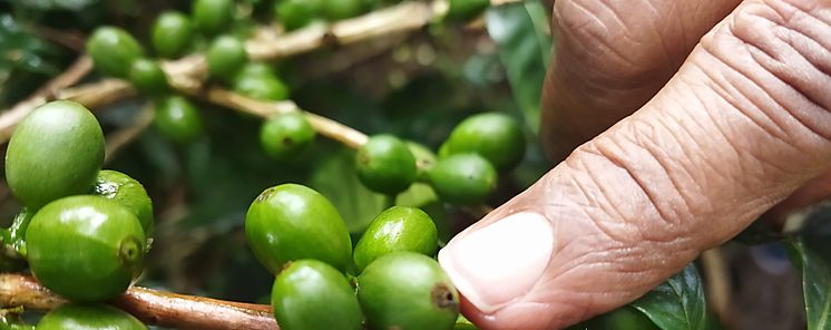Experto advierte que El Niño impactará en producción de café Experto advierte que El Niño impactará en producción de café