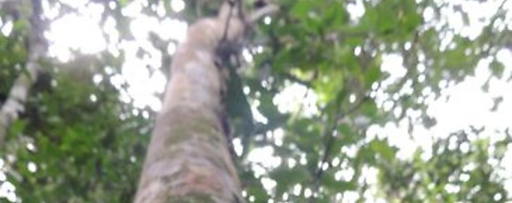 Descubren una nueva especie de rbol en Brasil