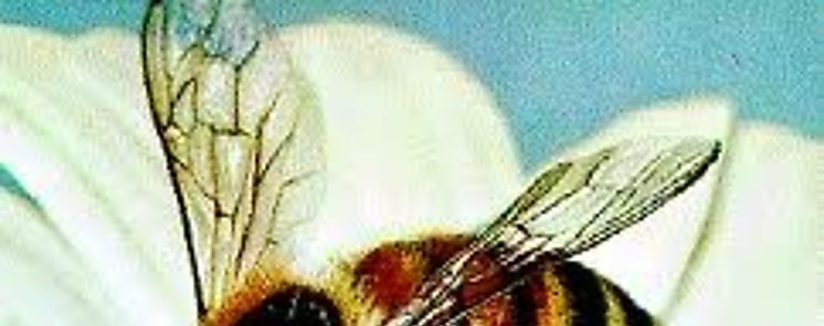 Veneno de las abejas puede destruir las clulas del cncer de mama