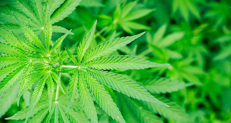 cannabis