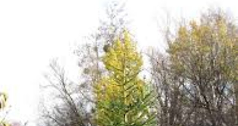 Arboles de Navidad