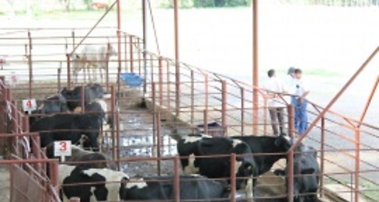 Vacas