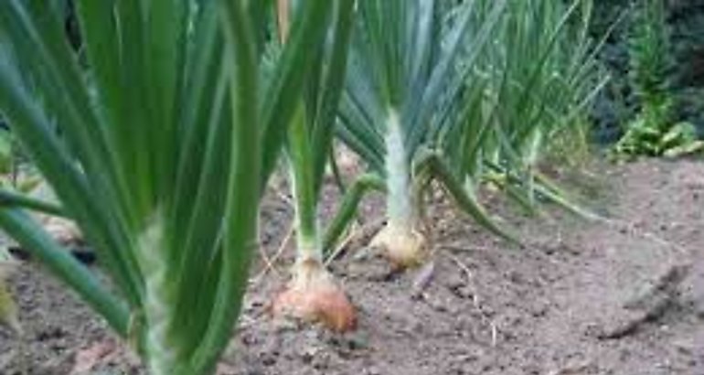 cebolla