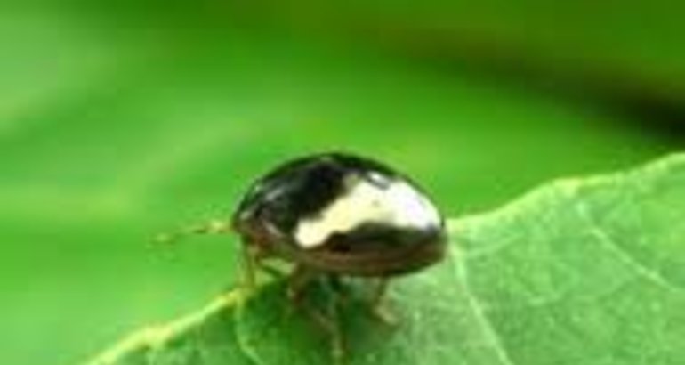 insecto  bachariilays 