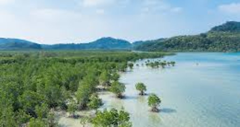 Manglar 